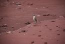 Mocking Bird, Rabida Is