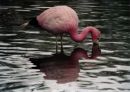 South American Flamingo