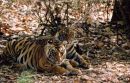 Young Tigers in the Wild