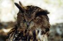 Eagle Owl