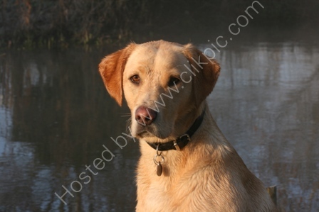 Yellow Labrador
