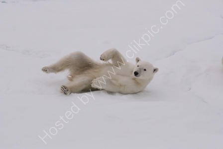 Juvenile Polar Bear