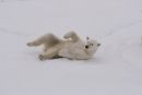 Juvenile Polar Bear