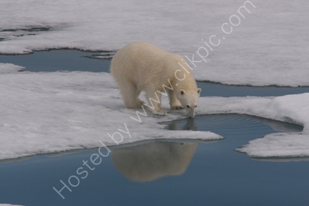 Polar Bear Sipping Melt Water