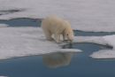 Polar Bear Sipping Melt Water