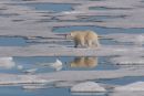 Polar Bear Hunting on Ice