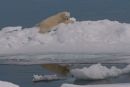 Polar Bear Reclining on Iceberg