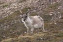 Svalbard Reindeer