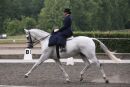 Extended Trot in a Dressage Class