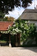 Roses and Thatch