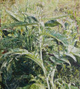 Artichoke Plant