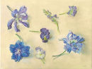 Blue Flowers