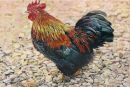 Cockerel.