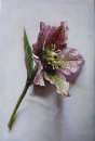 Hellebore.
