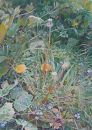 Dandelions