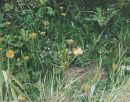 Hiding Leveret