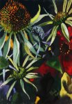 Echinacea 1 - Copy