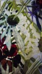 Echinacea textile1
