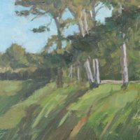 Side-lit Norfolk pines (daily painting) SOLD