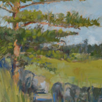Scottish pine and field wall