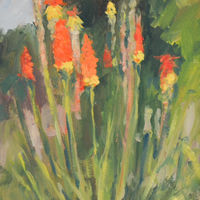 Red Hot Pokers £50