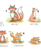 Fox choices for family prints