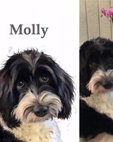 £30 pet portraits from photos