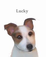 Pet portraits