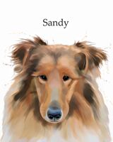 Pet portraits
