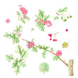 Mayflower & hawthorn