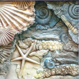 Ammonite treasures