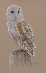 Barn Owl