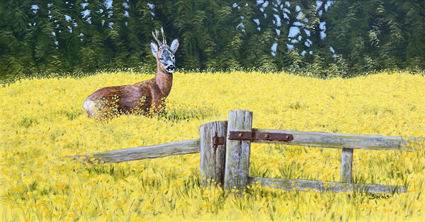 The Buttercup Field
