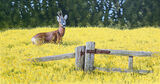 The Buttercup Field