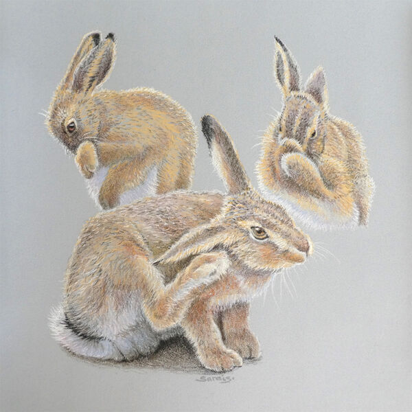 Hare Wash