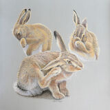 Hare Wash