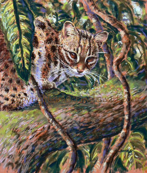 Sarais Crawshaw - Wildlife Artist: Jungle Cat