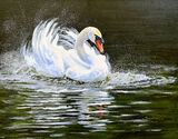 Making a Splash