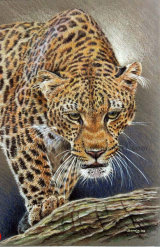 Big Cats & the World