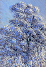Hoar Frost