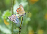 Adonis Blues Mating