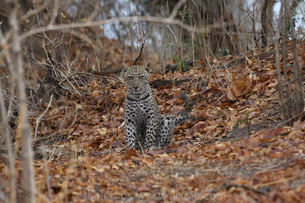 Leopard Cub