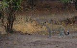 Female Leopard