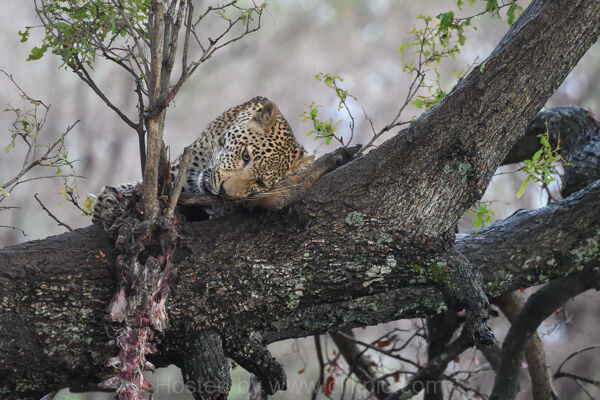 Sub-Adult Male Leopard