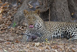 Sub-Adult Male Leopard Kill