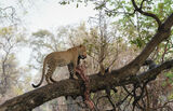 Sub-Adult Male Leopard on Kill