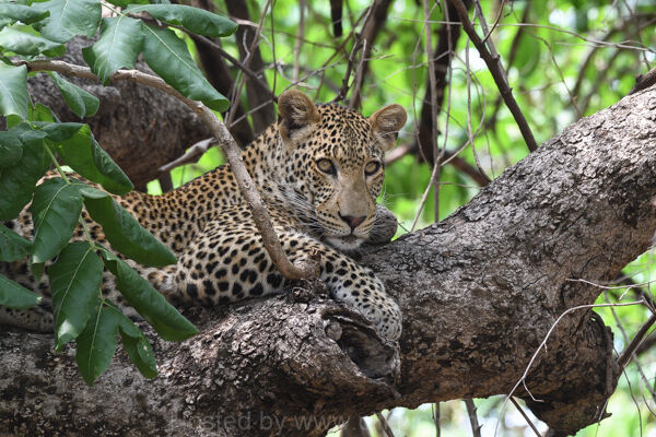 Sub-Adult Male Leopard