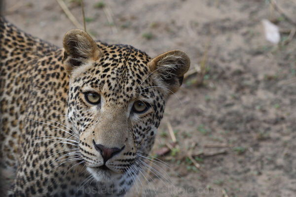 Sub-Adult Male Leopard