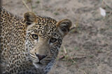 Sub-Adult Male Leopard