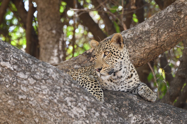 Sub-Adult Male Leopard